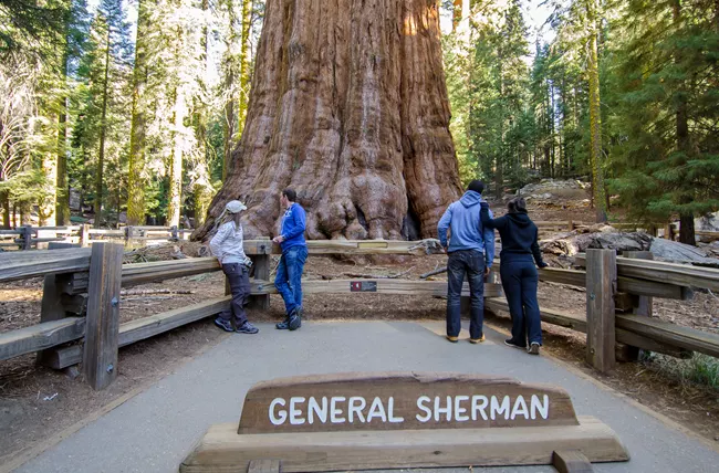 Theo americamp.co.uk, cây lớn nhất thế giới có tên General Sherman ở California, Mỹ. Ảnh: nps.gov