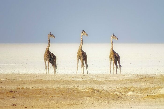 Bức ảnh độc đáo được chụp ở Namibia.