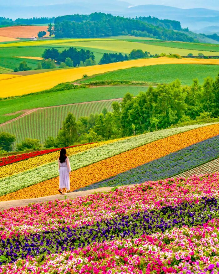 Thảm hoa tuyệt đẹp ở Biei, Hokkaido, Nhật Bản.