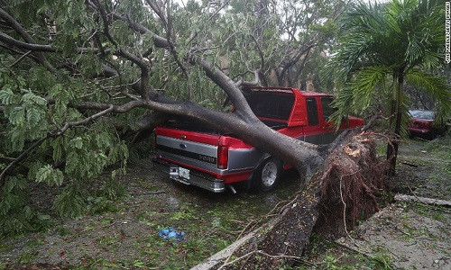 Cây xanh bị bật gốc đè lên chiếc ô tô ở Miami, Florida. Ảnh: CNN.