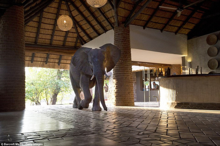 Zambia. Một con voi châu Phi đi qua khu tiếp tân ở Công Viên Quốc Gia South Luangwa. Mùa thu là thời gian hoàn hảo để đi chơi ngắm động vật hoang dã. Khoảng 30% trong số 752.614 km2 của đất nước được dành cho động vật hoang dã.