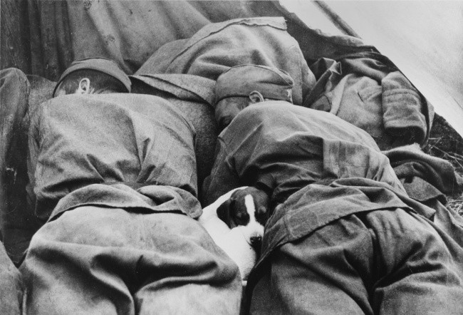 Một chú chó nằm cạnh các binh sĩ Liên Xô đang nằm nghỉ trên chiến trường năm 1942. Ảnh: Brightside.