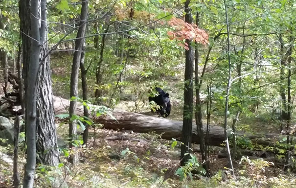 Khi đang đi bộ đường dài ở New Jersey (Mỹ), West Milford chụp được bức ảnh này - khoảnh khắc trước khi con gấu tấn công và giết chết ông.
