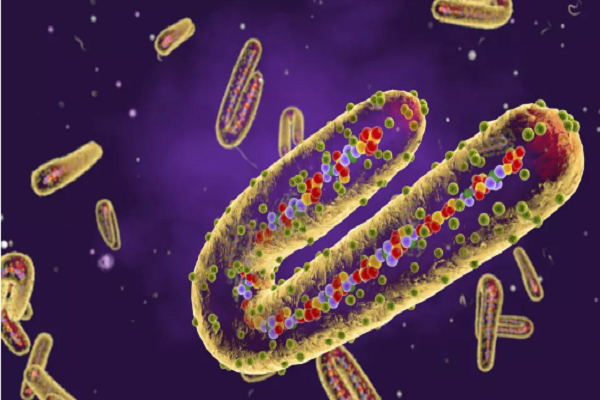 1. Virus Marburg: Virus Marburg được đặt theo tên của Marburg, một thị trấn nhỏ ở miền trung nước Đức, nơi bệnh được phát hiện lần đầu tiên vào năm 1967. Tuy nhiên, căn bệnh này thực sự bắt nguồn từ Uganda. Các công nhân Đức tại một phòng thí nghiệm ở Marburg đã mắc bệnh từ những con khỉ bị nhiễm bệnh, được nhập khẩu từ Uganda. Ảnh: Getty.
