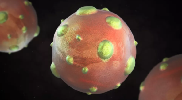 6. Virus Hanta: Hội chứng phổi do virus Hanta là căn bệnh gây tử vong, lần đầu tiên được chú ý rộng rãi ở Mỹ vào năm 1993. Theo CDC, hơn 833 người ở Mỹ mắc bệnh này tính đến cuối năm 2020, và 35% người tử vong vì nó. Ảnh: Getty.