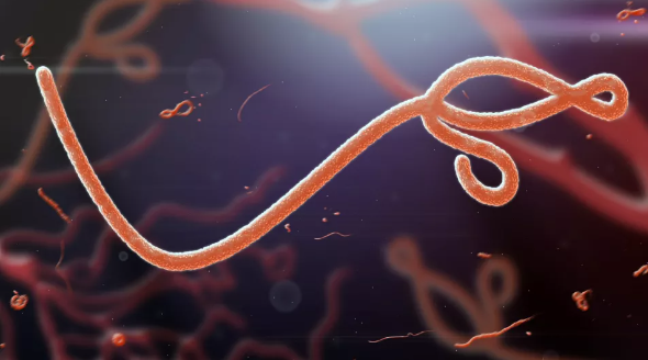 Đợt bùng phát Ebola lớn nhất được ghi nhận ở Tây Phi vào đầu năm 2014 và mất hai năm để giải quyết. Trong thời gian đó, 28.652 người bị lây nhiễm và khiến 11.325 người tử vong, theo Trung tâm Kiểm soát và Phòng ngừa Bệnh tật Mỹ (CDC). Ảnh: Shutterstock.