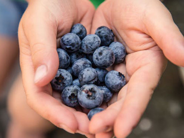 Trong đó, quả việt quất rất giàu các phân tử flavonoid, giúp chống lại tổn thương ADN và cũng làm chậm tổn thương liên quan đến lão hóa trong tế bào não.