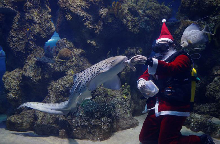 Thợ lặn hóa trang thành ông già Noel cho cá ăn trong bể cá ở Qawra, Malta. Ảnh: Reuters.
