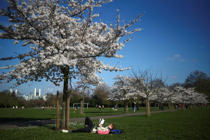 Người đàn ông nằm đọc sách cạnh gốc cây hoa anh đào trong công viên Battersea ở London, Anh, ngày 23/3.