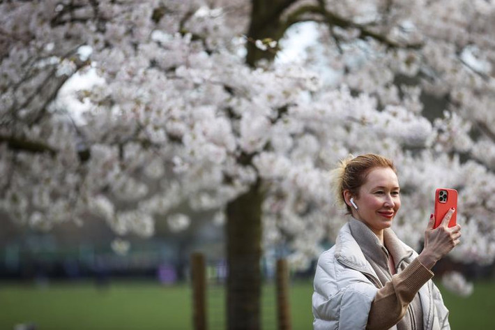 Người phụ nữ chụp ảnh trước cây hoa anh đào nở rộ trong công viên Battersea ở London, Anh, ngày 23/3.