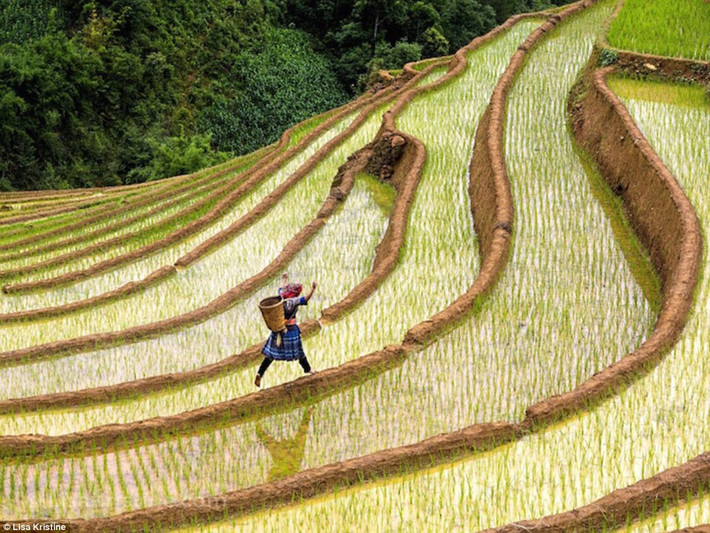 Trong ảnh là một người phụ nữ dân tộc Việt Nam đi giữa những thửa ruộng bậc thang trồng lúa.