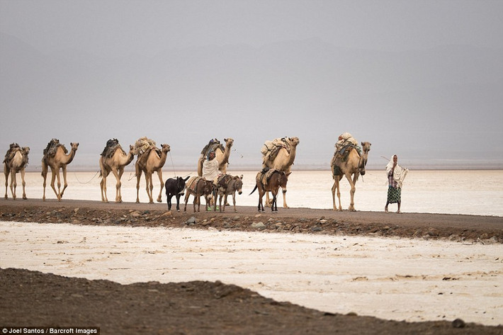 …và sau đó được vận chuyển qua quãng đường dài 80 km tới Berahile ở Ethiopia.