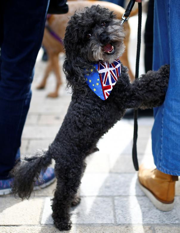 Một chú chó được chủ nhân đưa đi tham gia cuộc tuần hành Wooferendum.