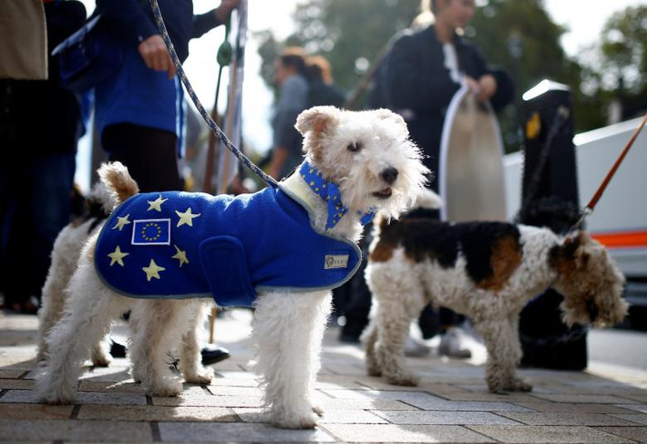 Một chú chó cưng được mặc “áo” có hình cờ EU khi tham gia cuộc tuần hành Wooferendum ở London cuối tuần trước.