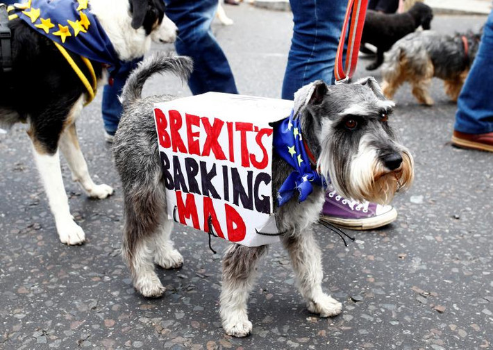 “Brexit không tốt cho người dân và cả thú cưng. Thiết hụt bác sĩ thú y, chi phí chăm sóc thú cưng tăng lên. Như chúng ta đều biết, khi nền kinh tế suy giảm, mọi người thường sẽ từ bỏ vật nuôi của họ”, một nhà hoạt động vì quyền động vật cho hay.