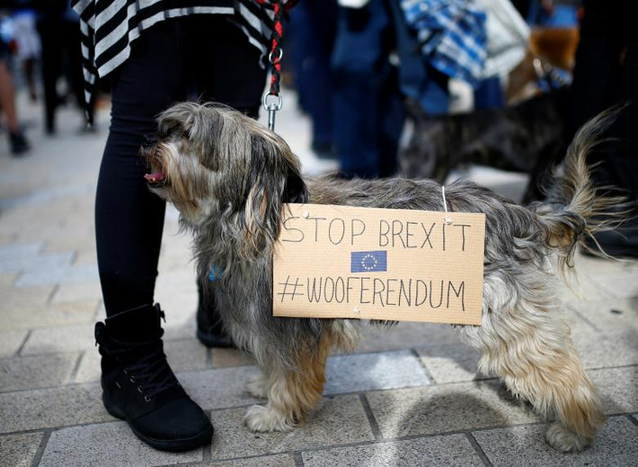 Tấm biển được đeo lên người chú chó này có dòng chữ mang nội dung “Dừng Brexit”.