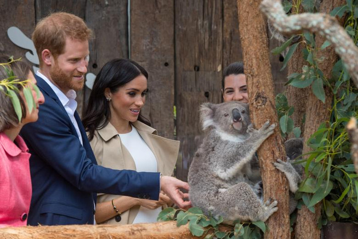 Theo hãng thông tấn Reuters, vợ chồng Hoàng tử Harry sẽ dự 76 sự kiện tại Australia, Fiji, Tonga và New Zealand, trong chuyến công du nước ngoài đầu tiên sau khi kết hôn, dự kiến kéo dài 16 ngày. Ảnh: Hoàng tử Harry và Công nương Meghan Markle nhìn chú Koala có tên Ruby tại Vườn thú Taronga ở Sydney trong ngày đầu tiên tới Australia ngày 16/10/2018. (Nguồn ảnh: Reuters).