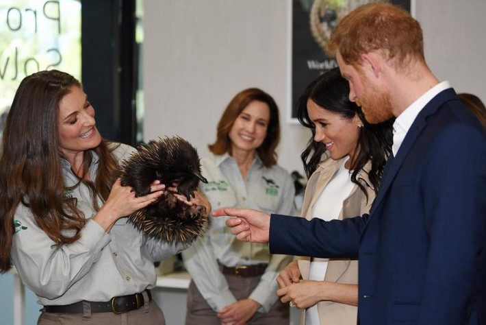 Hoàng tử Harry và Công nương Markle nhìn chú echidna được Tiến sĩ Michelle Shaw bế trên tay tại vườn thú Taronga ngày 16/10.