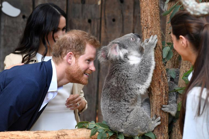 Hoàng tử Harry thích thú nhìn chú Koala Ruby tại vườn thú Taronga.
