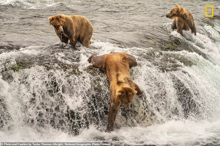 Khoảnh khắc những chú gấu nâu “săn mồi” ở thác nước Brooks, Alaska, Mỹ, lọt vào ống kính của Taylor Thomas Albright.