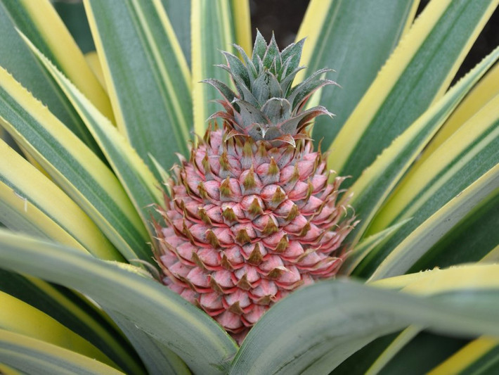 Nhiều người nghĩ rằng, Hawaii là nơi trồng nhiều dứa nhất thế giới. Nhưng trên thực tế, Hawaii chỉ sản xuất chưa đến 2% sản lượng dứa trên thế giới.
