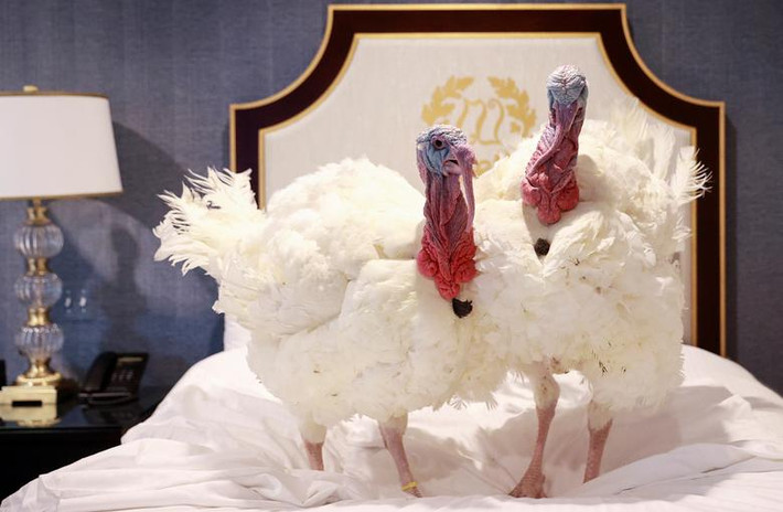 Được biết, hai chú gà tây Corn và Cob được đưa từ Iowa tới thủ đô Washington hôm 23/11. Chúng nghỉ tại khách sạn Willard sang trọng trước khi được đưa tới Nhà Trắng để Tổng thống Trump xá tội.