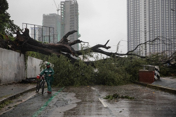 Cây cổ thụ đổ chắn ngang đường trong bão Vamco ở Quezon City, vùng thủ đô Manila, Philippines, hôm 12/11.
