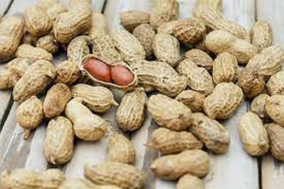 Khi lạc bị mốc, nhiều người tiếc của nên không vứt, nghĩ rằng rang hoặc chế biến lên thì vẫn có thể ăn được. Tuy nhiên, hành động chế biến này là vô ích vì không thể loại bỏ được aflatoxin. Độc tố này có thể tồn tại trong nhiệt cao hàng chục độ C và thấp tới 6 - 7 độ. Ảnh: GB.