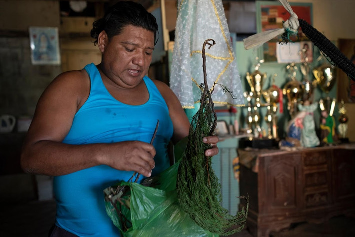 Aurelio Valenzuela sử dụng cây này để tự chữa trị tại nhà ở Cerrito de los Morrenos.