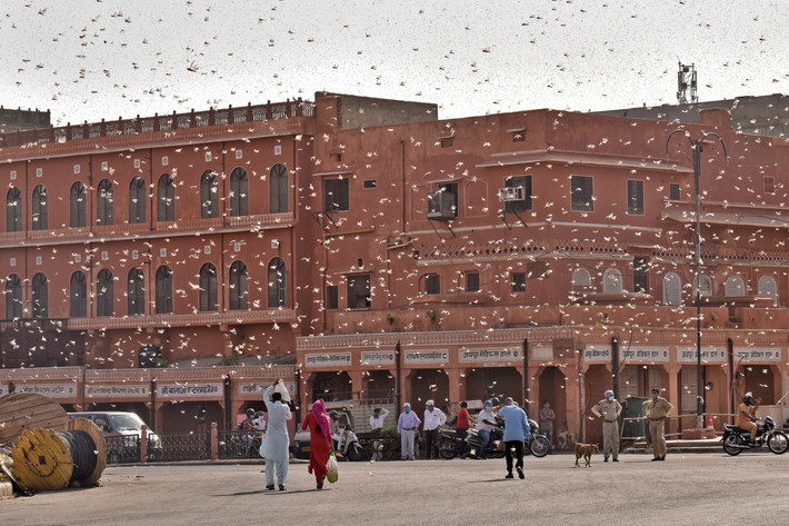 "Chiến dịch diệt châu chấu đang được tiến hành tại hơn 300 địa điểm ở Rajasthan, Madhya Pradesh, Gujarat, Uttar Pradesh và Punjab", phát ngôn viên của Bộ Nông nghiệp Ấn Độ Praveen Kavi ngày 28/5 cho biết. Ảnh: AJ.