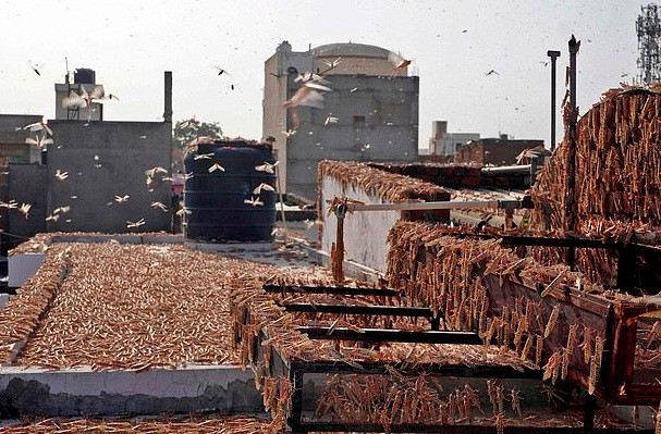 Châu chấu phủ kín trên sân thượng một tòa nhà chung cư ở Jaipur, bang Rajasthan, Ấn Độ. Ảnh: Getty.