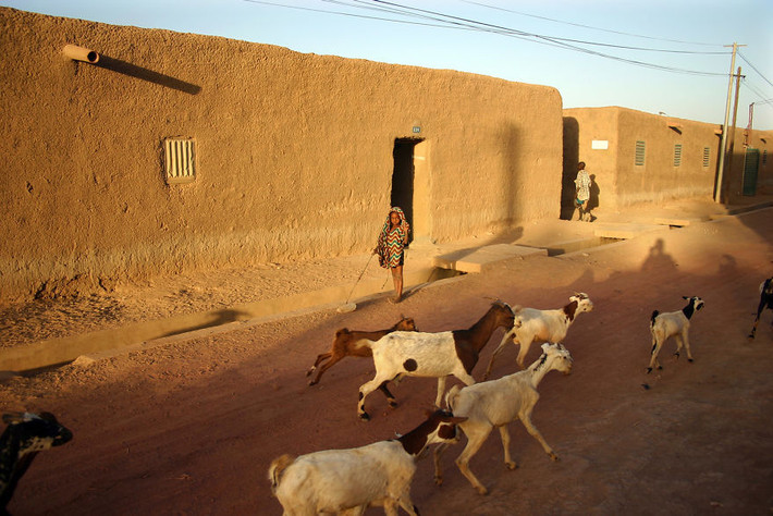 Đàn gia súc đi qua những ngôi nhà ở Djenné, Mali.