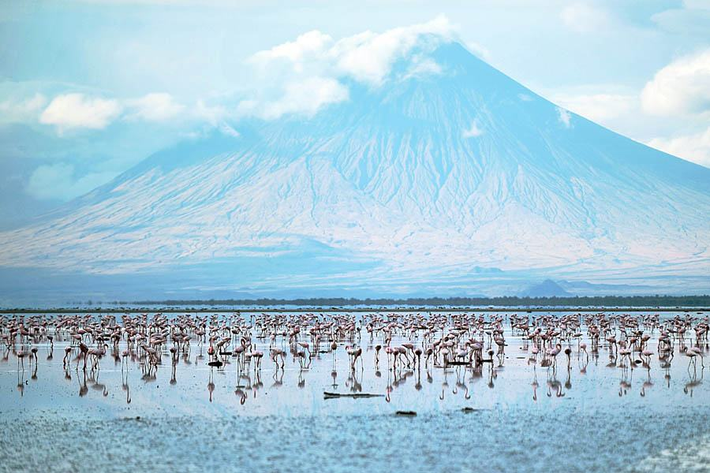 Hồ Natron ở Tanzania là một trong những vùng nước chết chóc nhất thế giới, nơi hầu hết sinh vật đều sợ hãi không dám tới gần. Tuy nhiên, nơi này lại được coi là "thiên đường" của loài chim hồng hạc. (Nguồn ảnh: ATI)