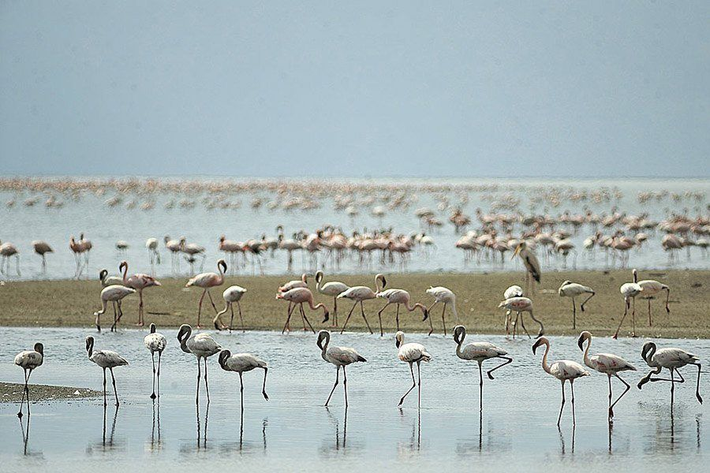 Theo ATI, chim hồng hạc có đôi chân có thể chịu được độ kiềm và độ mặn của hồ Natron.