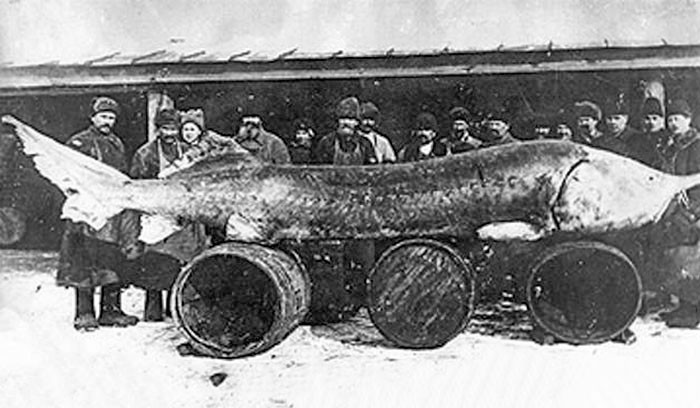 Năm 1922, tại cửa sông Volga, người ta bắt được một con cá tầm Beluga. Nó dài khoảng 7 mét và nặng hơn 1,5 tấn.