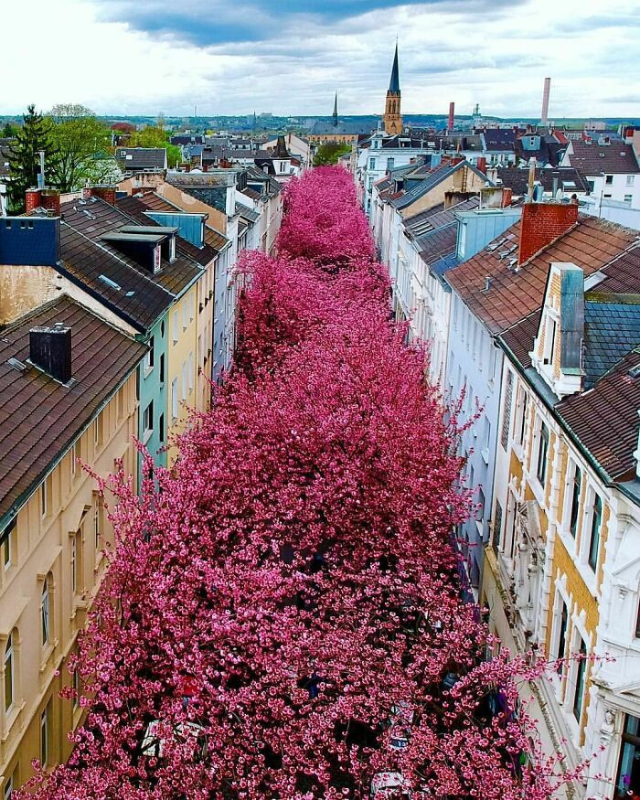 Con phố hoa anh đào ở Bonn.