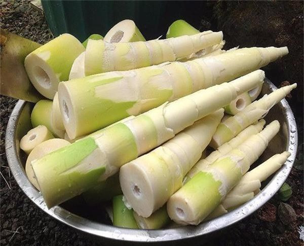 Theo đó, măng nằm sâu trong lòng đất (bao gồm cả phần củ) rất giàu protein và axit amin, rất phù hợp để nấu ăn với nhiều loại thịt. Bên cạnh đó, măng mùa đông cũng rất giàu chất xơ, giúp nhuận tràng, giải quyết được rất nhiều vấn đề liên quan đến đường ruột, khó tiêu, táo bón.