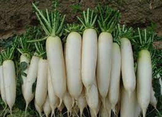Không những thế, củ cải trắng còn chứa 1 hoạt chất tạo cay giống như mù tạt, có tác dụng thanh nhiệt và chống viêm. Vì thế, sử dụng củ cải trắng với thịt dê để nấu ăn không chỉ làm giảm nóng và đờm, mà còn làm giảm dầu mỡ, rất ngon và tốt cho sức khỏe.