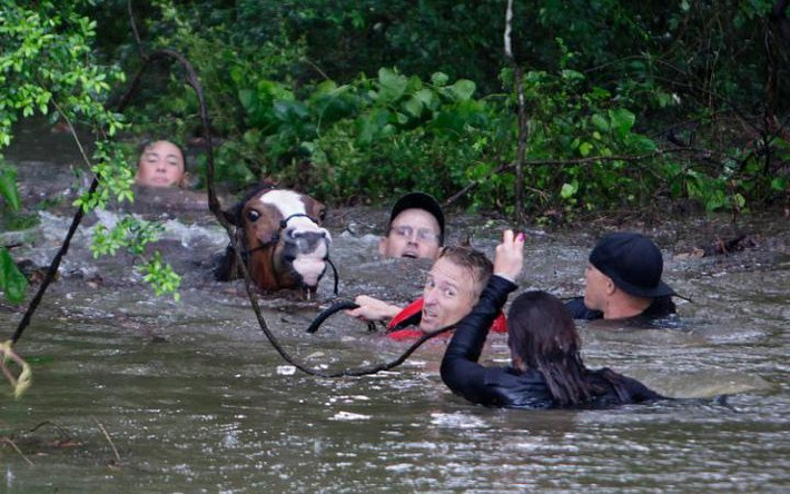 Justin Nelzen (áo đỏ) cùng mọi người đưa 70 chú ngựa qua sông ở Houston.