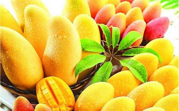 Ấn Độ là nước tiêu thụ và sản xuất xoài lớn nhất thế giới. Năm 2012, Ấn Độ sản xuất khoảng 15.250.000 tấn xoài, nhiều hơn cả Trung Quốc, Kenya, Thái Lan, Indonesia, Pakistan, Mexico, Brazil, Bangladesh và Nigeria.
