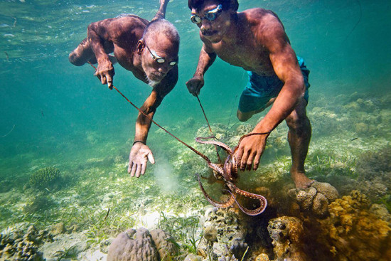 Cha con phối hợp tác chiến dưới biển ở rạn san hô ngoài đảo Sulawesi, Indonesia.