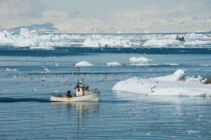 Đánh bắt cá là một ngành công nghiệp chính ở Greenland. Một số loài như cá voi xanh được bảo vệ, do đó không được đánh bắt. Ảnh: SA.