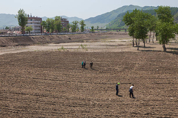 Người dân Triều Tiên trồng khoai tây ở Namyang, tỉnh Hamgyong Bắc, năm 2014.