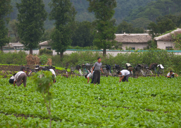 Những người lao động chăm chỉ làm việc ở Hamhung, tỉnh Nam Hamgyong, tháng 9/2011.