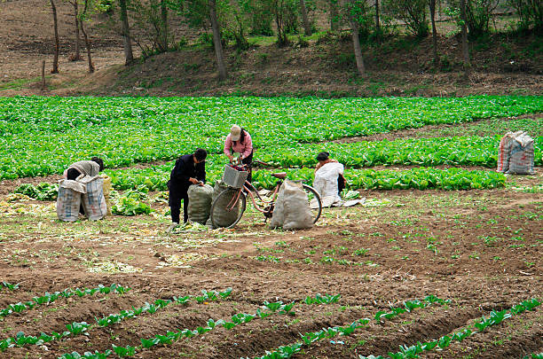 Những người nông dân thu hoạch rau ở Chongsalli, Triều Tiên, vào tháng 4/2008.