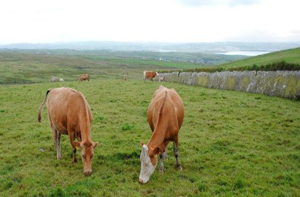 Hồi tháng 6/2015, 75 con gia súc và 25 con cừu của một trang trại ở Ireland đã “không cánh mà bay”. Ảnh: L25.