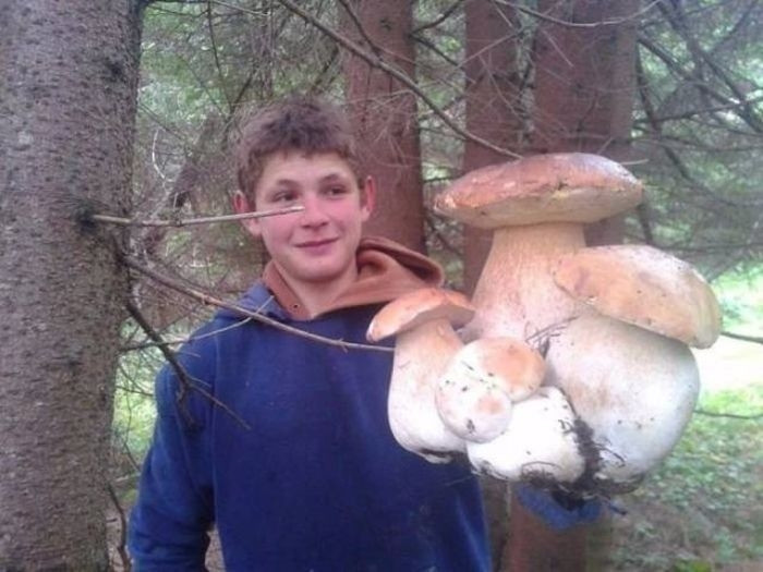 Một cây nấm porcini khổng lồ. Theo English Russia, người dân Nga rất thích loại nấm này. Ảnh: ER.