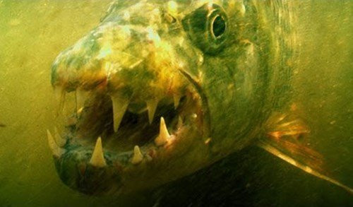 Loại cá này là họ hàng khổng lồ của loài cá ăn thịt khét tiếng Piranha. Chúng có nhiều ở lưu vực sông Congo, sông Lualaba, hồ Upemba và hồ Tanganyika thuộc châu Phi. Kích cỡ cực đại ngoài tự nhiên của loài cá này có thể lên đến gần 2m, nặng cả tạ. (Nguồn ảnh: An ninh Thủ đô)