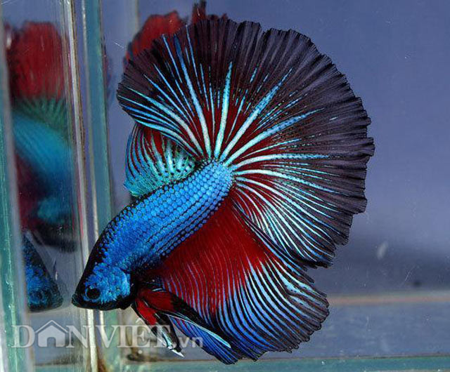 Cá "trang sức của phương Đông": Vốn được mệnh danh là "trang sức của phương Đông", cá Betta không chỉ có màu sắc tuyệt đẹp mà còn được ví như những chiến binh dũng mãnh tại các trường đấu cá trên thế giới. Loài cá chọi này có xuất xứ từ Thái Lan, được nhiều dân chơi Việt tuyển chọn nhập về tham gia vào các trường đấu tự phát để thỏa mãn thú giải trí.