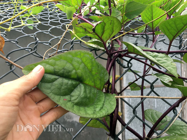 Cũng như loại thông thường, mồng tơi tím là loại dây leo quấn, thân mập và nhớt, có tuổi thọ từ 2-3 năm. Lá mồng tơi dày hình tim, mọc xen. Cụm hoa hình bông mọc ở kẽ lá, màu trắng hay tím đỏ nhạt. Quả mọng, nhỏ, hình cầu hoặc trứng, dài khoảng 5–6 mm, có màu xanh khi non và màu tím đen khi chín.